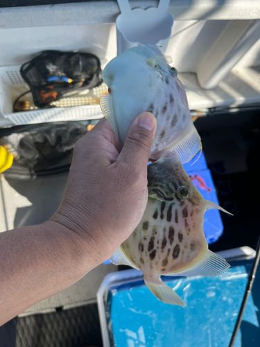 カワハギの釣果