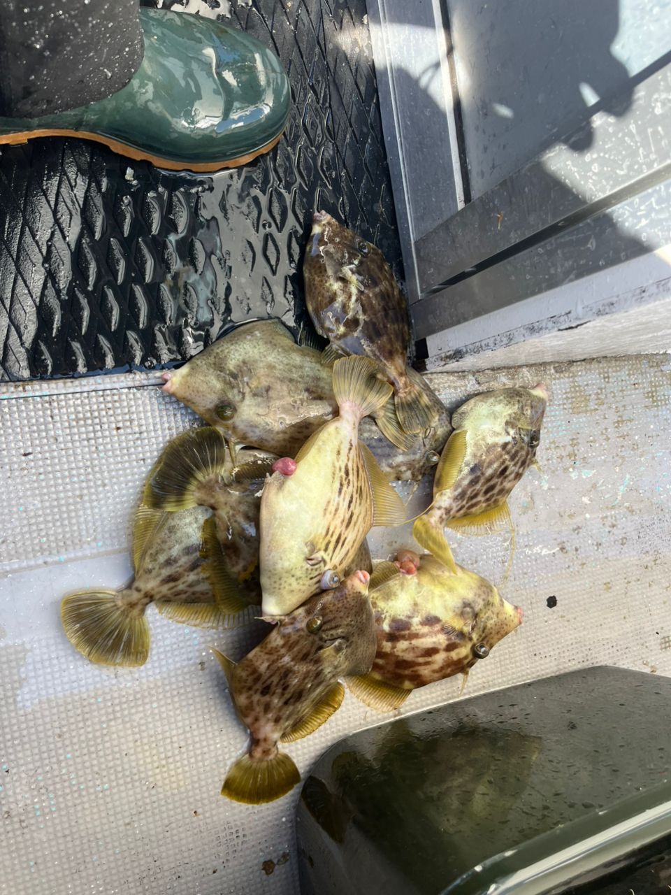 BOZUさんの釣果 2枚目の画像