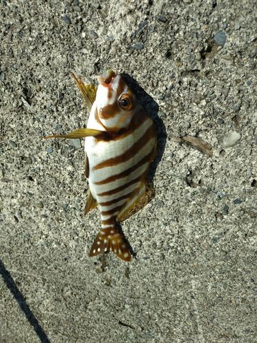 タカノハダイの釣果