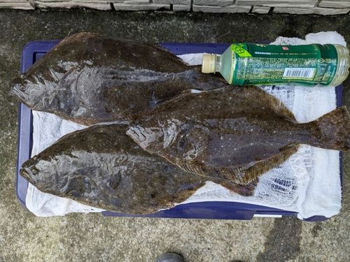 ヒラメの釣果