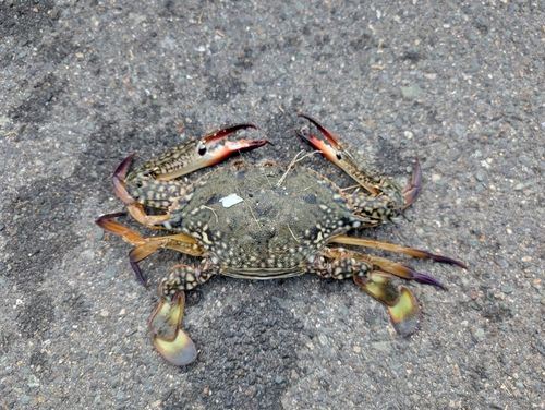 タイワンガザミの釣果