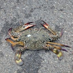 タイワンガザミ