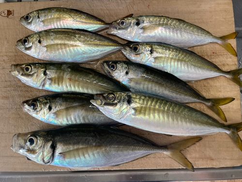 アジの釣果