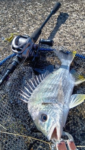 キビレの釣果
