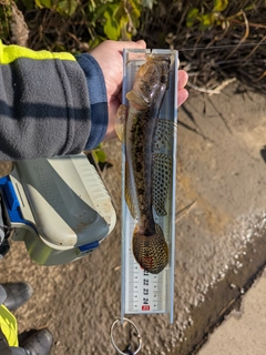 ハゼの釣果
