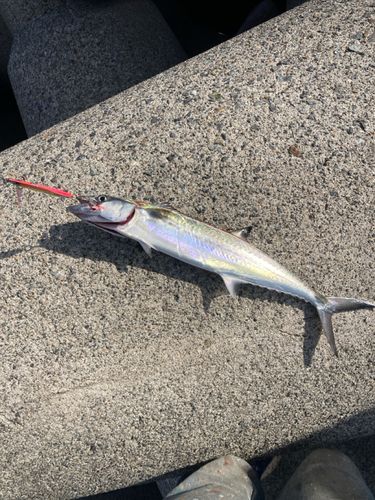 サゴシの釣果