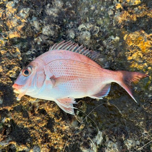 チャリコの釣果