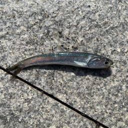 カタクチイワシ