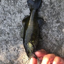 スモールマウスバス