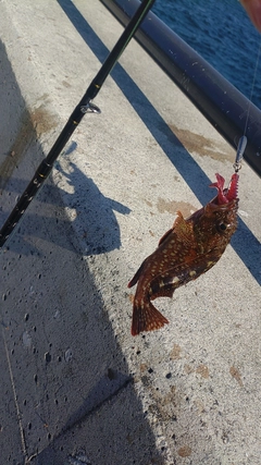 カサゴの釣果