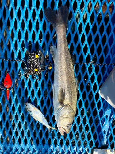 オリジナルメーカー海釣り公園