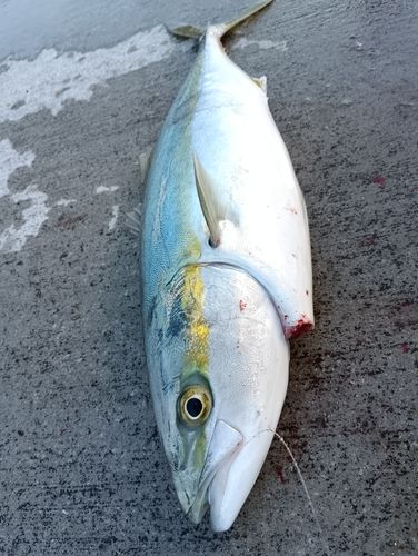イナダの釣果