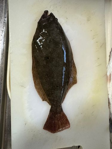 ヒラメの釣果