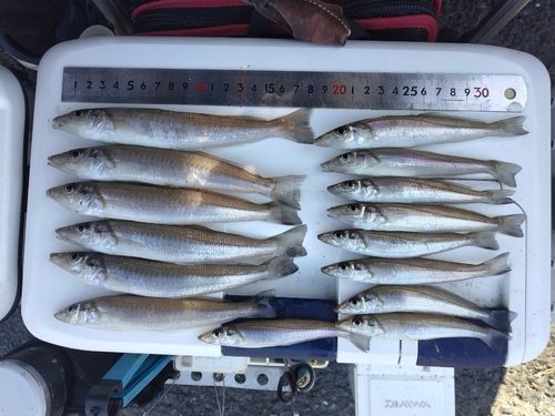 シロギスの釣果