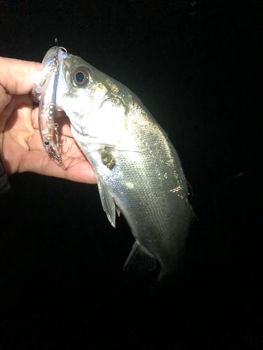 セイゴ（マルスズキ）の釣果