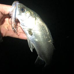 セイゴ（マルスズキ）