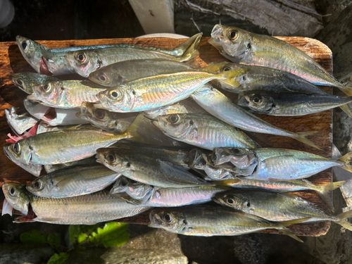 マアジの釣果