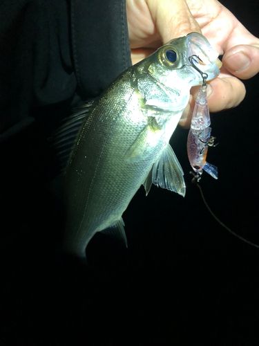 セイゴ（ヒラスズキ）の釣果