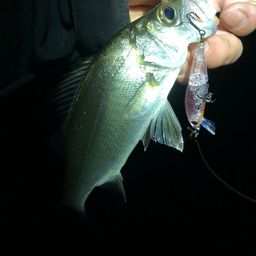 セイゴ（ヒラスズキ）