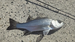 セイゴ（ヒラスズキ）の釣果