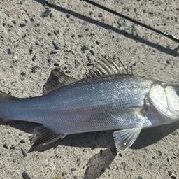 セイゴ（ヒラスズキ）