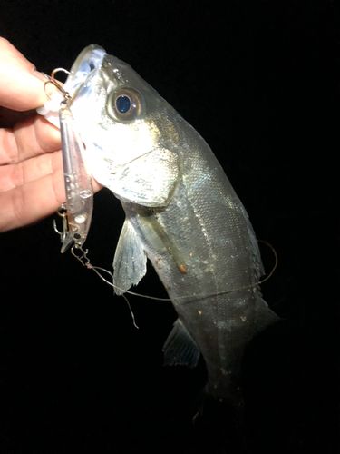 セイゴ（マルスズキ）の釣果