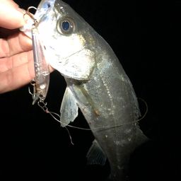 セイゴ（マルスズキ）