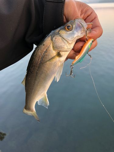 セイゴ（マルスズキ）の釣果