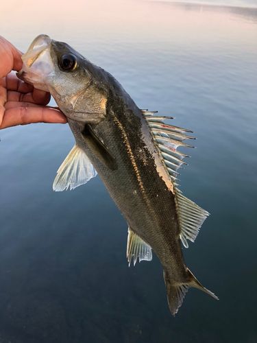 セイゴ（マルスズキ）の釣果