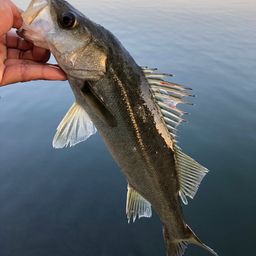 セイゴ（マルスズキ）