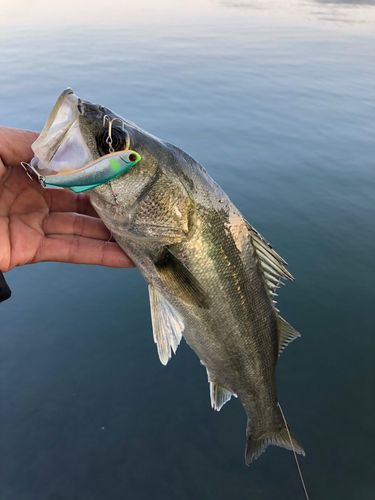 セイゴ（マルスズキ）の釣果