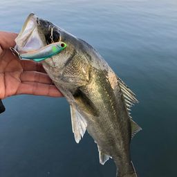 セイゴ（マルスズキ）