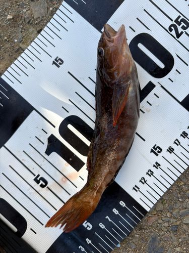 アイナメの釣果