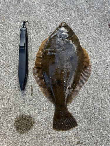 マコガレイの釣果