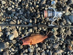 オオモンハタの釣果