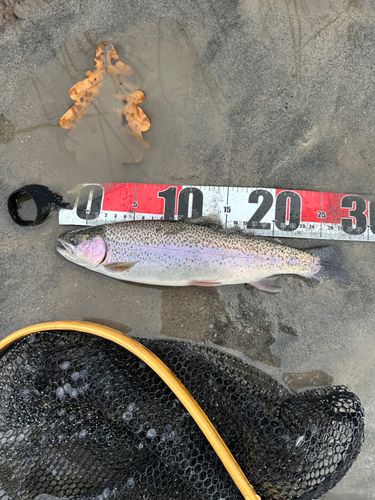 ニジマスの釣果