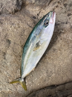 コゾクラの釣果