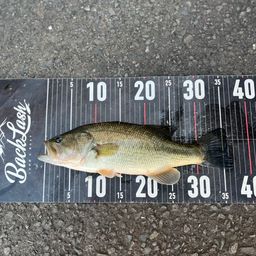 ブラックバス