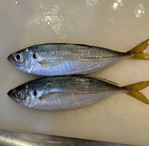 マアジの釣果
