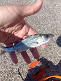 セイゴ（マルスズキ）の釣果