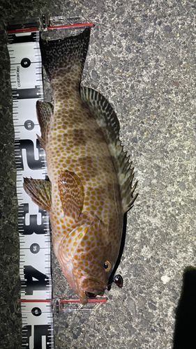 鴨池海づり公園