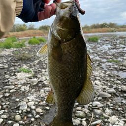 スモールマウスバス