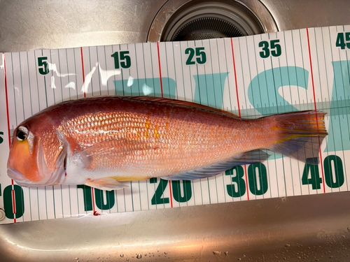 アカアマダイの釣果