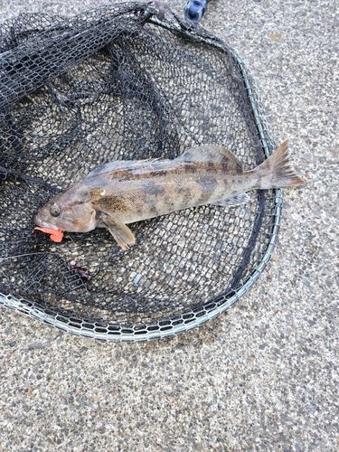 アイナメの釣果