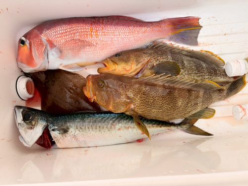 アオハタの釣果