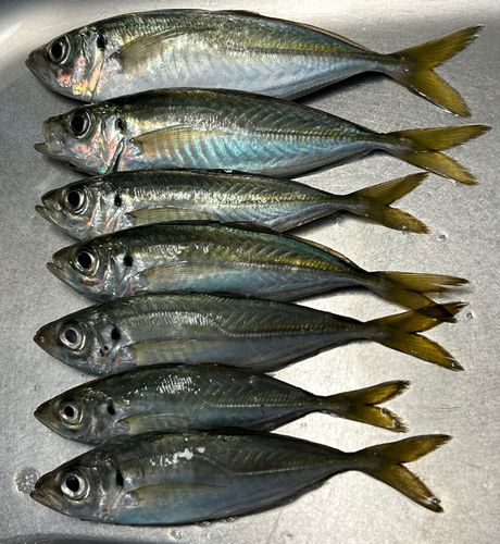 小名浜港市場前