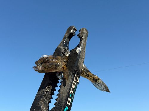 ウロハゼの釣果