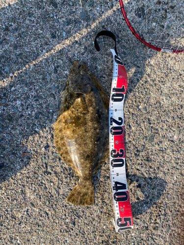 ヒラメの釣果