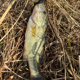 ラージマウスバス