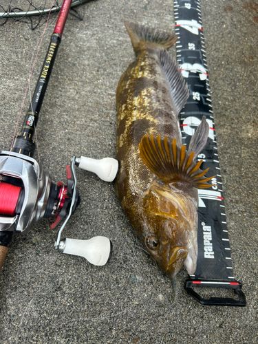 アブラコの釣果